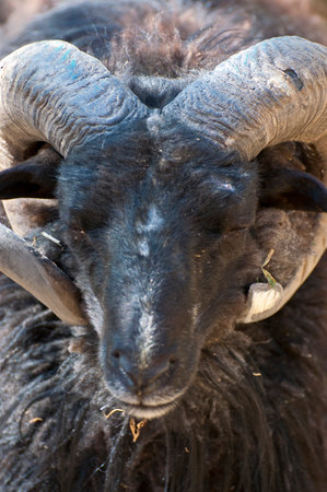 Majestic Goat: Stunning Image of a Horned Beautyの写真素材