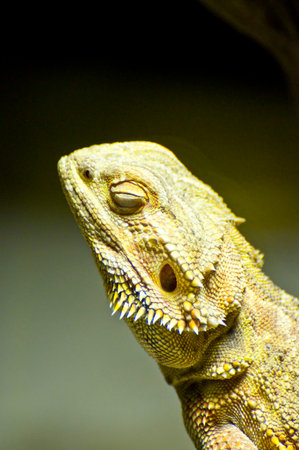 Sleek and Stunning: Captivating Image of a Lizard's Beautiful Skin.の写真素材