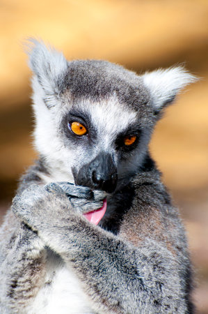 Stunning portrait of a captivating lemur showing its mesmerizing eyes and flawless skin.の写真素材
