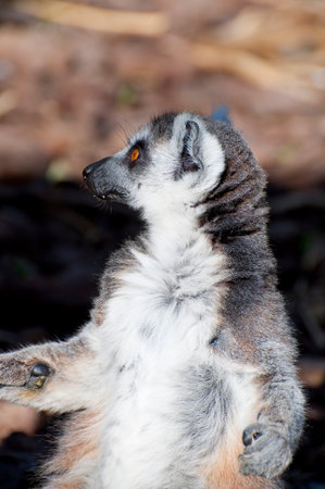 Stunning Lemur Portrait: Captivating Eyes and Gorgeous Skin.の写真素材