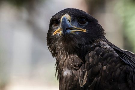 Capture the American Spirit: A Photographer's Guide to American Eagle Stock Images