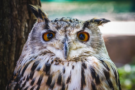 Majestic Predator: Stunning Owl with Piercing Gaze and Exquisite Plumageの写真素材