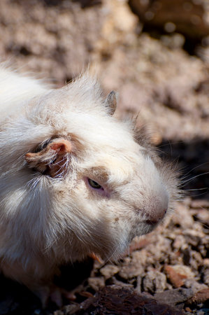 Adorable Guinea Pig Portrait: Capturing the Cuteness of this Tiny Creatureの写真素材
