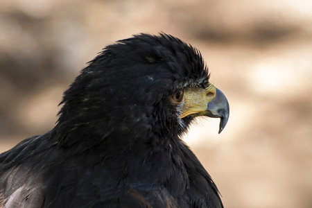 Majestic Eagle: Stunning Plumage and Sharp Beak in Focusの写真素材