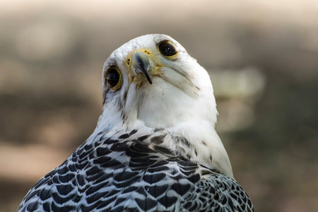Majestic White Falcon: Stunning Beauty in Black and Gray Plumageの写真素材