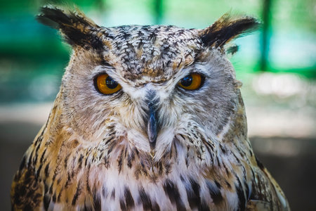 Gorgeous owl with captivating gaze and stunning feathers: A mesmerizing sight.の写真素材