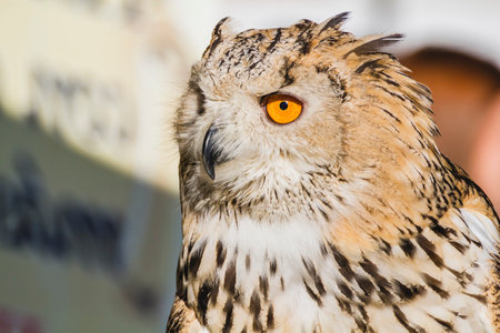 Exquisite Details: Captivating Eagle Owl Head Close-up with Beautiful Plumageの写真素材