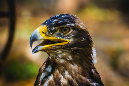 Majestic Imperial Eagle: Stunning Close-Up of Brown Plumage Head Detailの写真素材