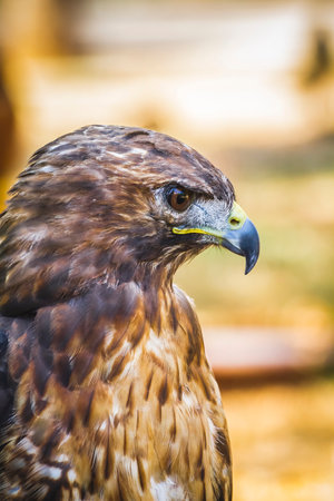 Golden Majesty: Capturing the Beauty of the Diurnal Eagle in Stunning Imageryの写真素材