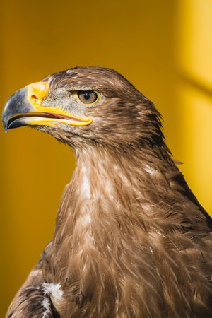 Golden Eagle Gaze: Stunning Close-Up of Majestic Bird's Detailed Featuresの写真素材