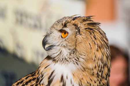 Beautiful Plumage: Exquisite Detail of Eagle Owl's Headの写真素材