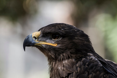 American Eagle's Trap: A Creative Photographer's Guide to Image Banks and Content Creationの写真素材