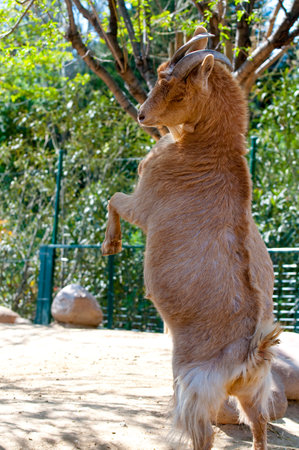 Majestic Horned Goat: Stunning Image in Stock Photography Collectionの写真素材