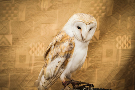 Golden Owl Portrait: Capturing the Majesty of Wildlifeの写真素材