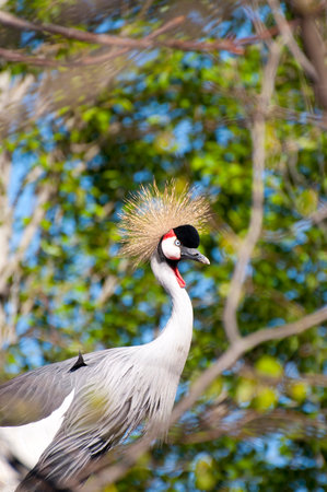 Vibrant Wildlife: Stunning Bird Portrait with Colorful Plumage and Majestic Wingsの写真素材