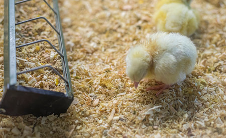 Charming Chick Farm: Small Flock of Hens Enjoying Corn and Grain Feastの写真素材