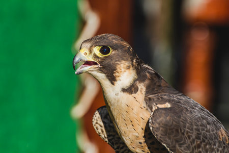 Medieval Fair Encounter: Exquisite Peregrine Falcon Detail captured in Stunning Imageryの写真素材
