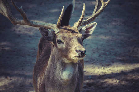 Majestic Stag: Captivating Images of Deer with Antlersの写真素材
