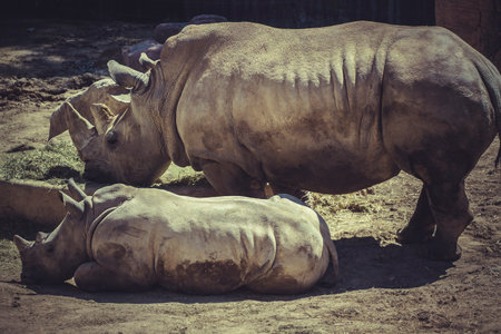 Majestic White Rhino: Capturing the Beauty of Ceratotherium Simum in Stunning Imageryの写真素材