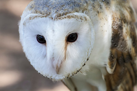 Majestic White-headed Owl: Captivating Pose for the Cameraの写真素材