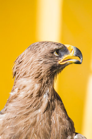 Capturing the Majestic Wild: Golden Eagle's Stunning Detail of Large Eyes and Pointed Beakの写真素材