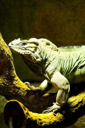 Stunning Reptile Close-Up: Captivating Image of a Lizard with Beautiful Skinの写真素材