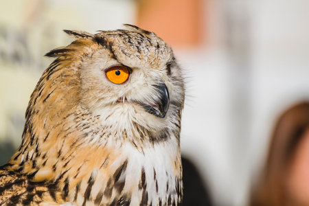 Exquisite Eco-Friendly Eagle Owl: Stunning Close-Up of Head and Beautiful Plumageの写真素材