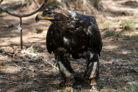 Golden-winged Predator: Stunning Eagle with Brown Plumage and Sharp Beakの写真素材
