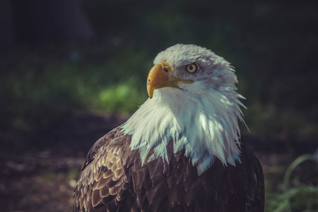 Capturing the Majesty of the American Bald Eagle: A Photographer's Guide to Stunning Images of Haliaeetus leucocephalusの写真素材