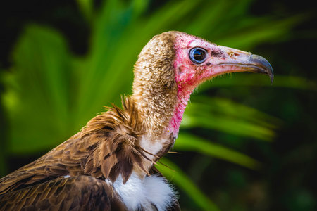 Monachus: Vulture Detail - Scavenger's Head with Powerful Beak and Piercing Gazeの写真素材