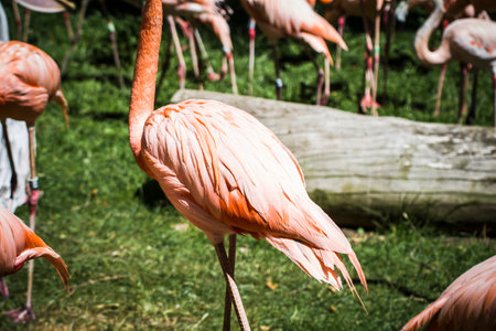 Vibrant Flock: Captivating Group of Orange Flamingos at the Tropical Zoo Parkの写真素材