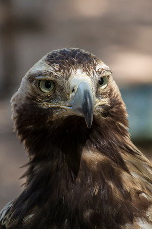Capturing the Majesty of the Hunting Eagle: A Stunning Display of Brown Plumage and Pointed Beakの写真素材