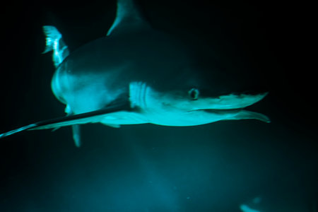 Stunning Underwater Capture of Majestic Shark in the Deep Blue Seaの写真素材