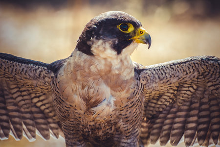 Swift Soarer: Peregrine Falcon in Flightの写真素材