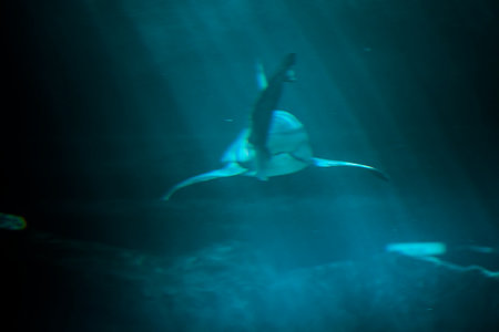 Stunning Underwater Capture of Majestic Shark in the Deep Blue Seaの写真素材
