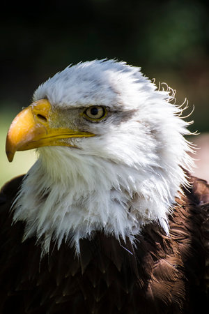 Capturing the Majestic American Bald Eagle: A Photographer's Guide to Stunning Wildlife Imageryの写真素材
