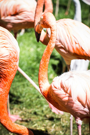 Vibrant Flock: Captivating Phoenicopterus Group of Orange Flamingos in a Zoo Parkの写真素材