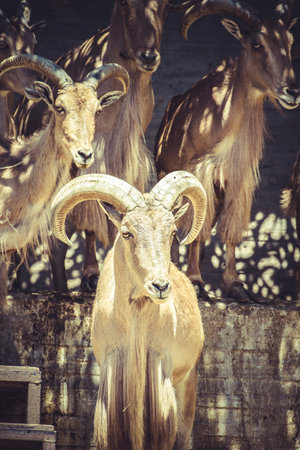 Majestic Spanish Ibex: A Stunning Collection of Horned Beautyの写真素材