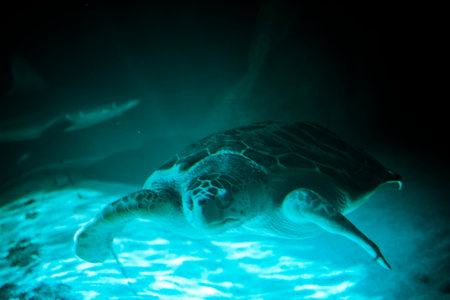 Exploring the Depths: Majestic Green Sea Turtle Gliding Through the Underwater Worldの写真素材