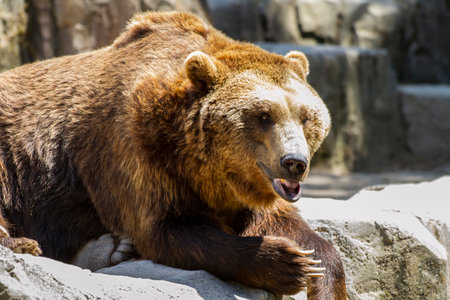 Majestic Brown Bear: A Furry and Formidable Mammal in the Wildの写真素材