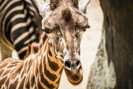 Captivating Camelopardalis: Stunning Giraffe Encounters at the Zooの写真素材