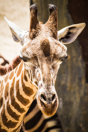 Quirky and Stunning Giraffe Captured in Zoo Park: A Playful Photo Collectionの写真素材