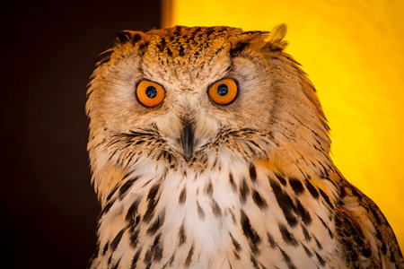 Observing majestic eagle owl at a birds of prey exhibit during a medieval fair eventの写真素材