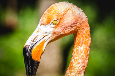 Exotic Caribbean Flamingo Close-Up: Long Neck Detail Captured in Stunning Detailの写真素材