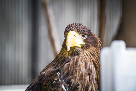 Medieval Fair Raptors: Capturing the Majesty of the Spanish Golden Eagleの写真素材