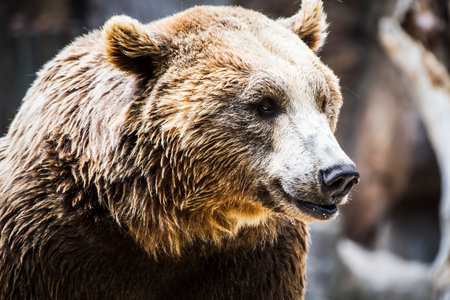 Predator's Beauty: Majestic Brown Bear, Furry Mammal in the Wildの写真素材