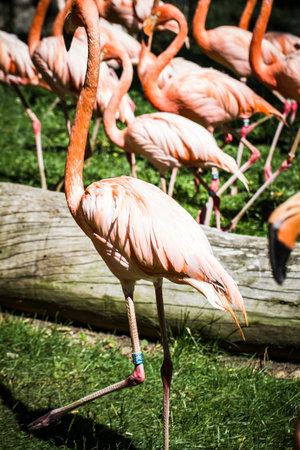 Vibrant Flock: Stunning Phoenicopterus Group of Orange Flamingos Captured in a Zoo Parkの写真素材