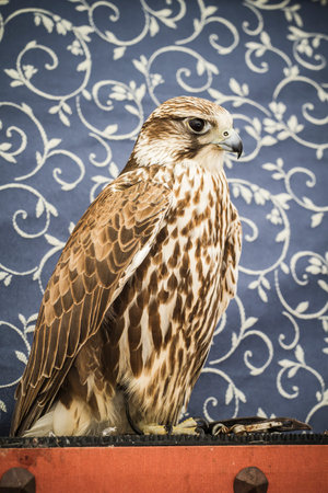 Medieval Peregrine: Capturing the Majestic Wildlife of Falcons in Stunning Imageryの写真素材