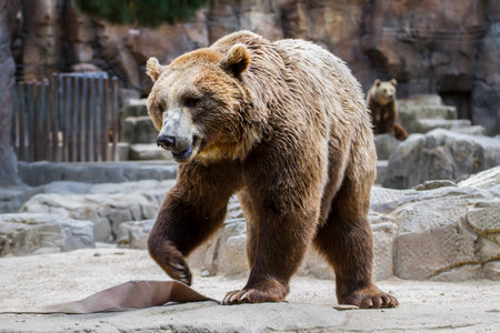 Majestic and Adorable Brown Bear: Capturing the Beauty of this Furry Mammalの写真素材
