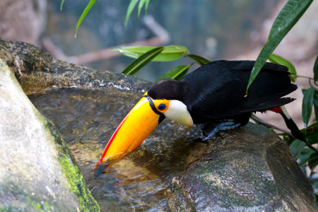 Exquisite Toucan Perched on a Limb: Captivating Image of a Colorful Bird in Nature's Beautyの写真素材
